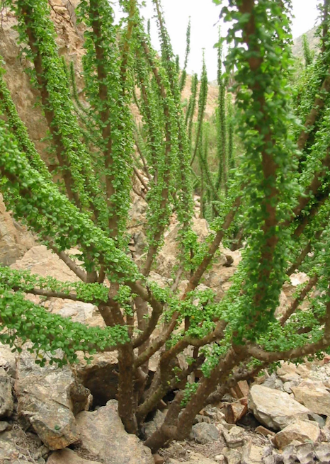 Ocotillo plant with green leaves growing in a rocky desert environment.