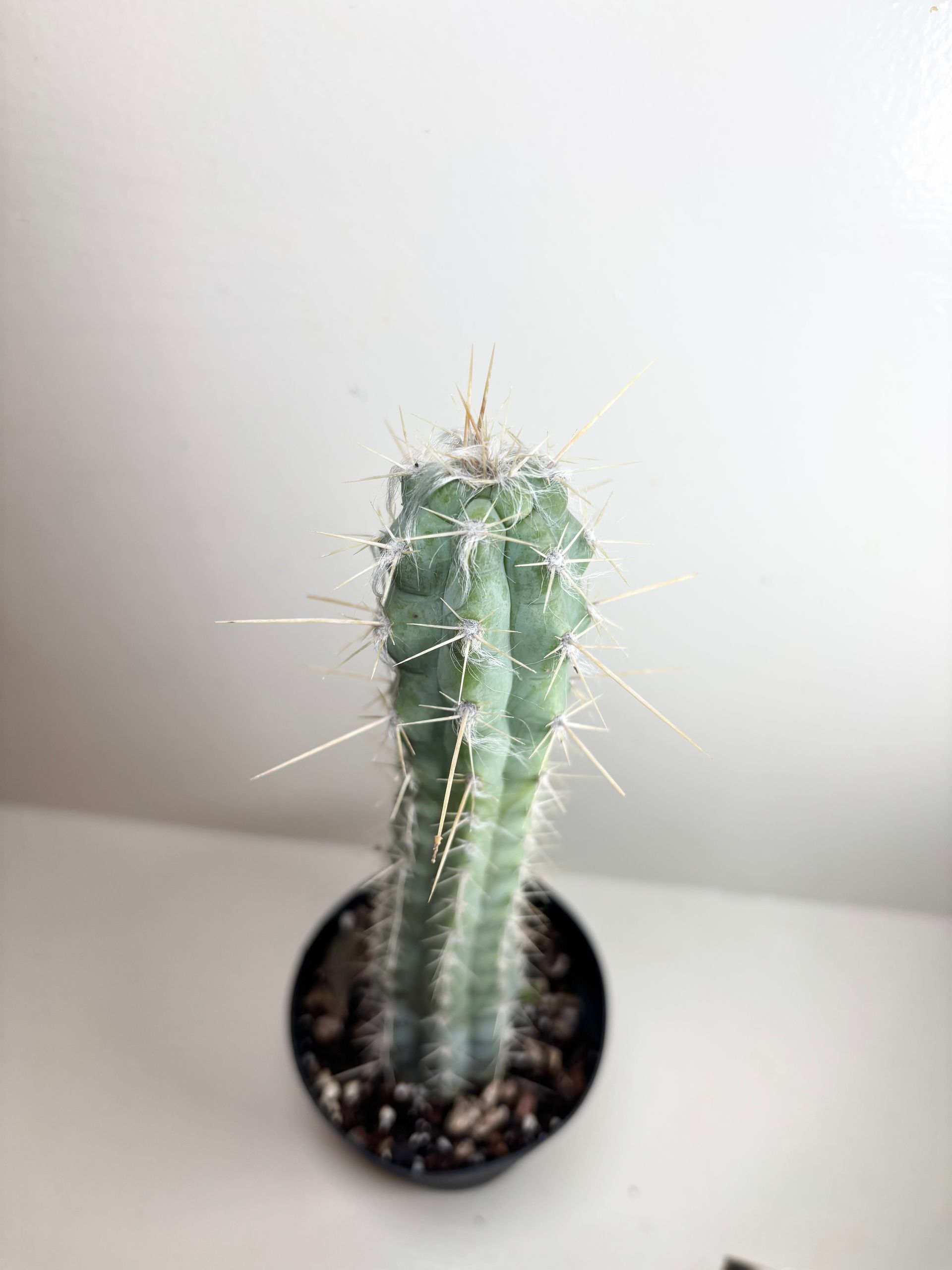 Tall, blue-green cactus with spines in a black pot against a white background.