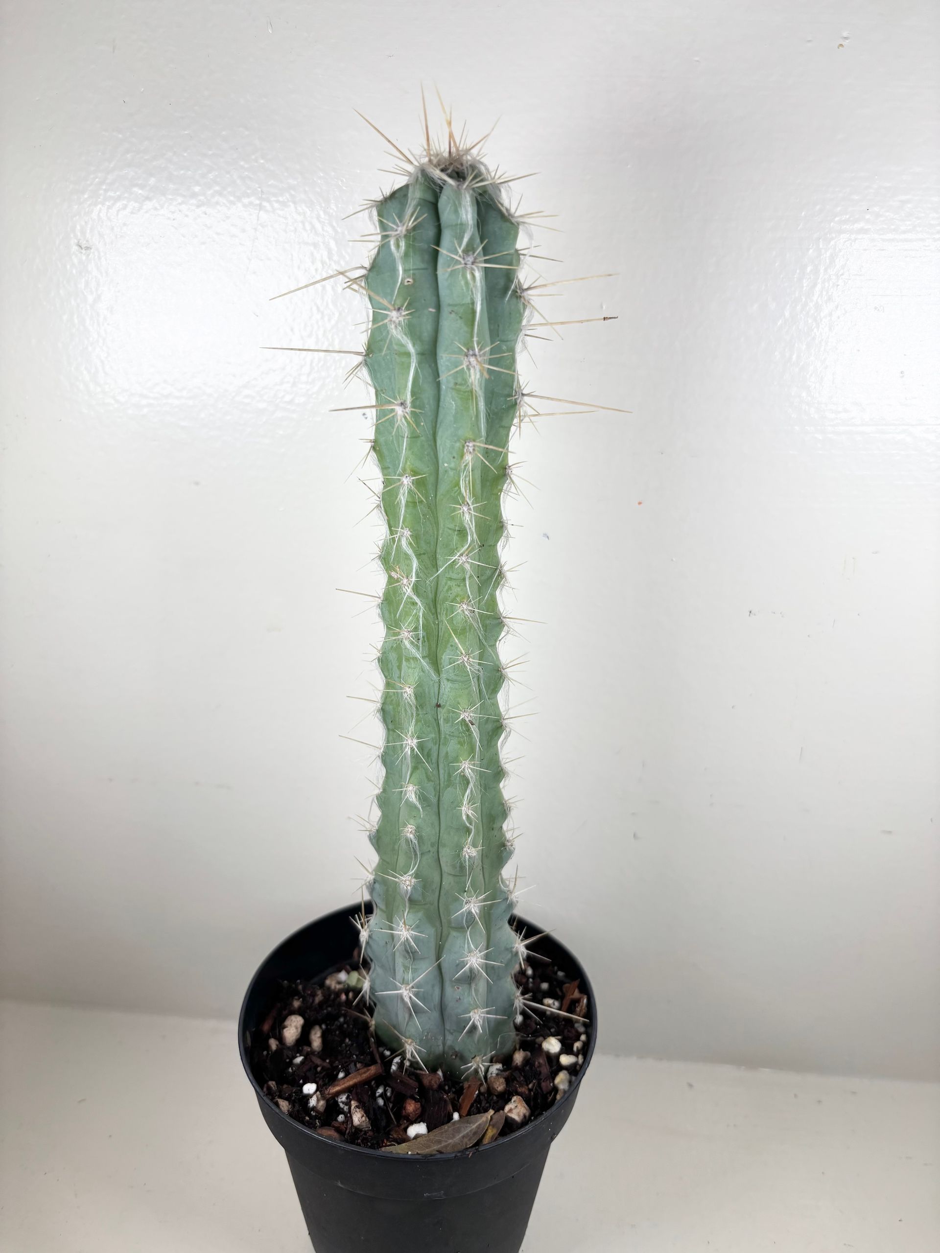 Tall, blue-green cactus with spines in a black pot against a white background.