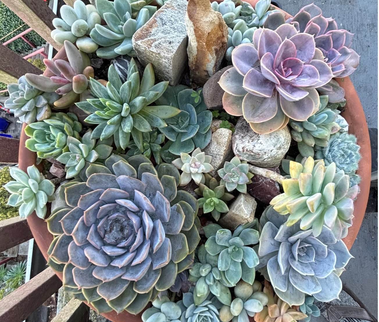 Assorted succulents in shades of green, blue, purple, and yellow fill a terra cotta pot, interspersed with rocks.