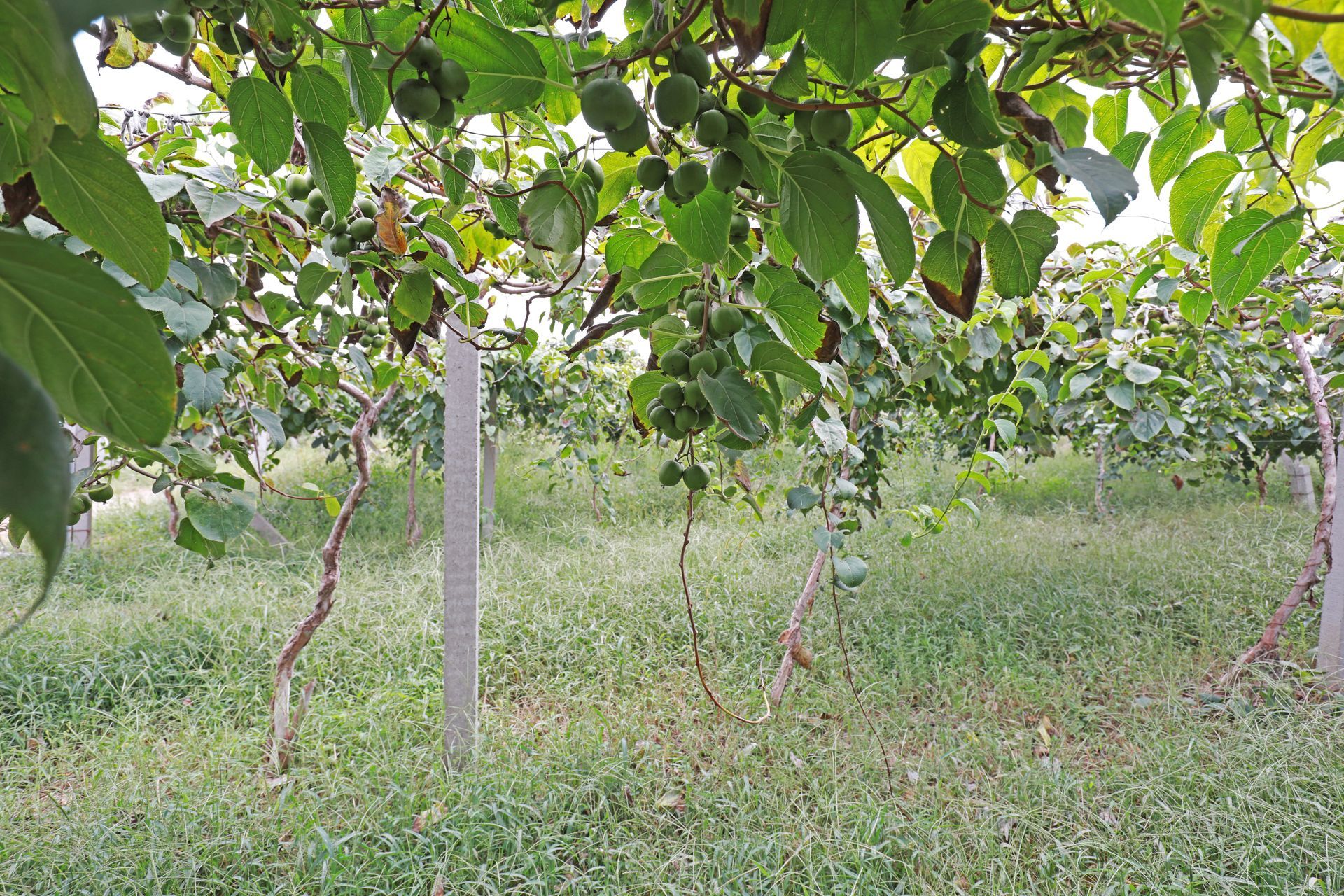 Realizzazione Impianti Fruttiferi E Kiwi