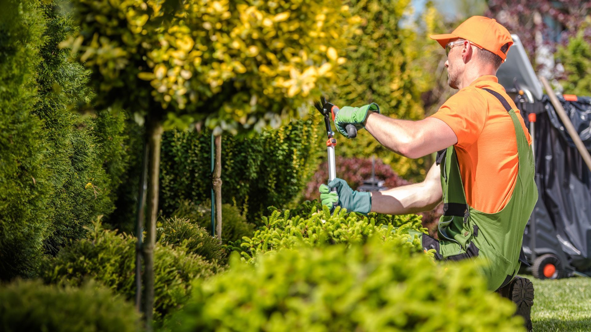 A man is cutting a bush with a hammer in a garden. MT Landscaping Service