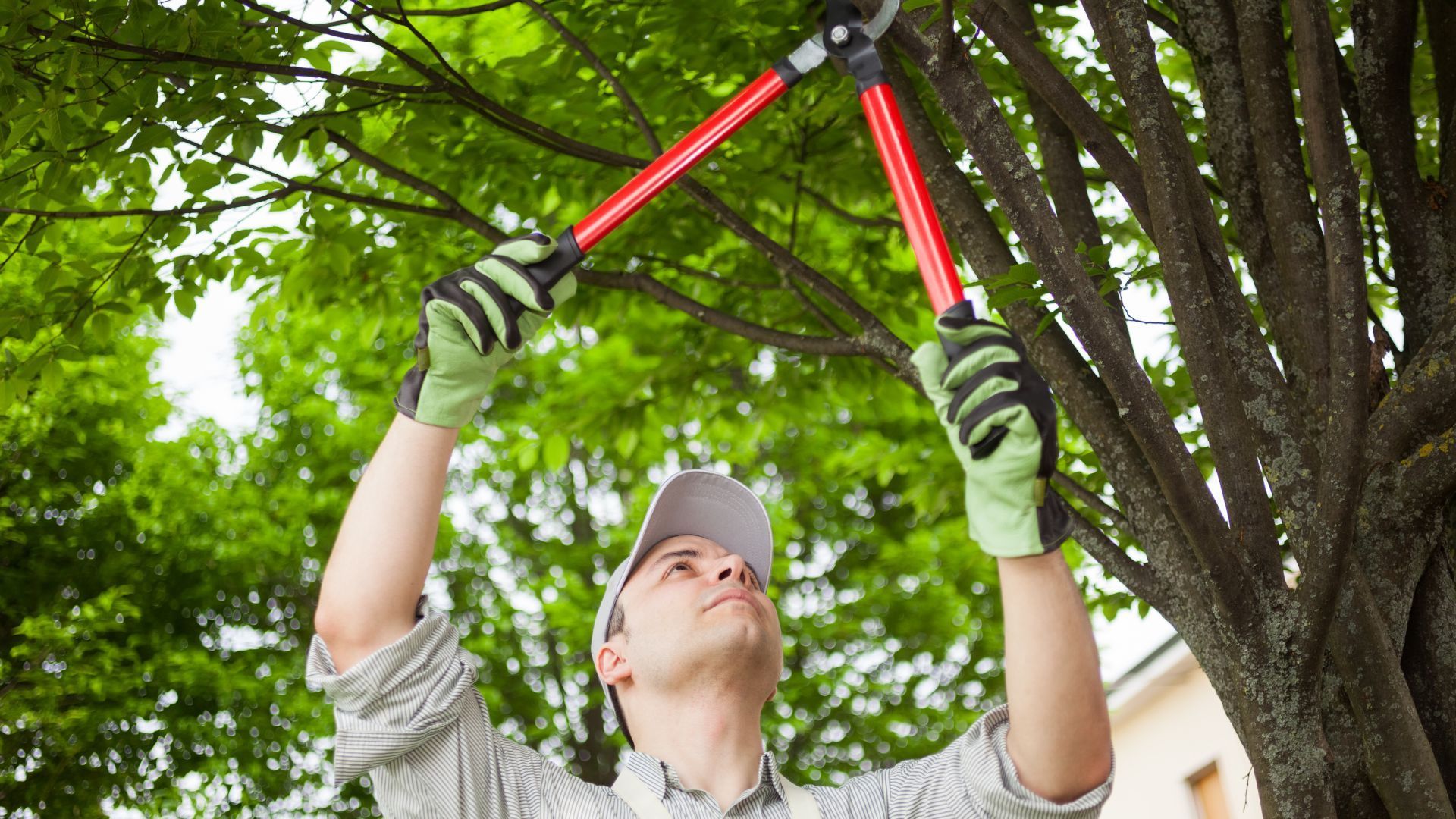 Man pruning tree branches with long-handled shears; green foliage in background.