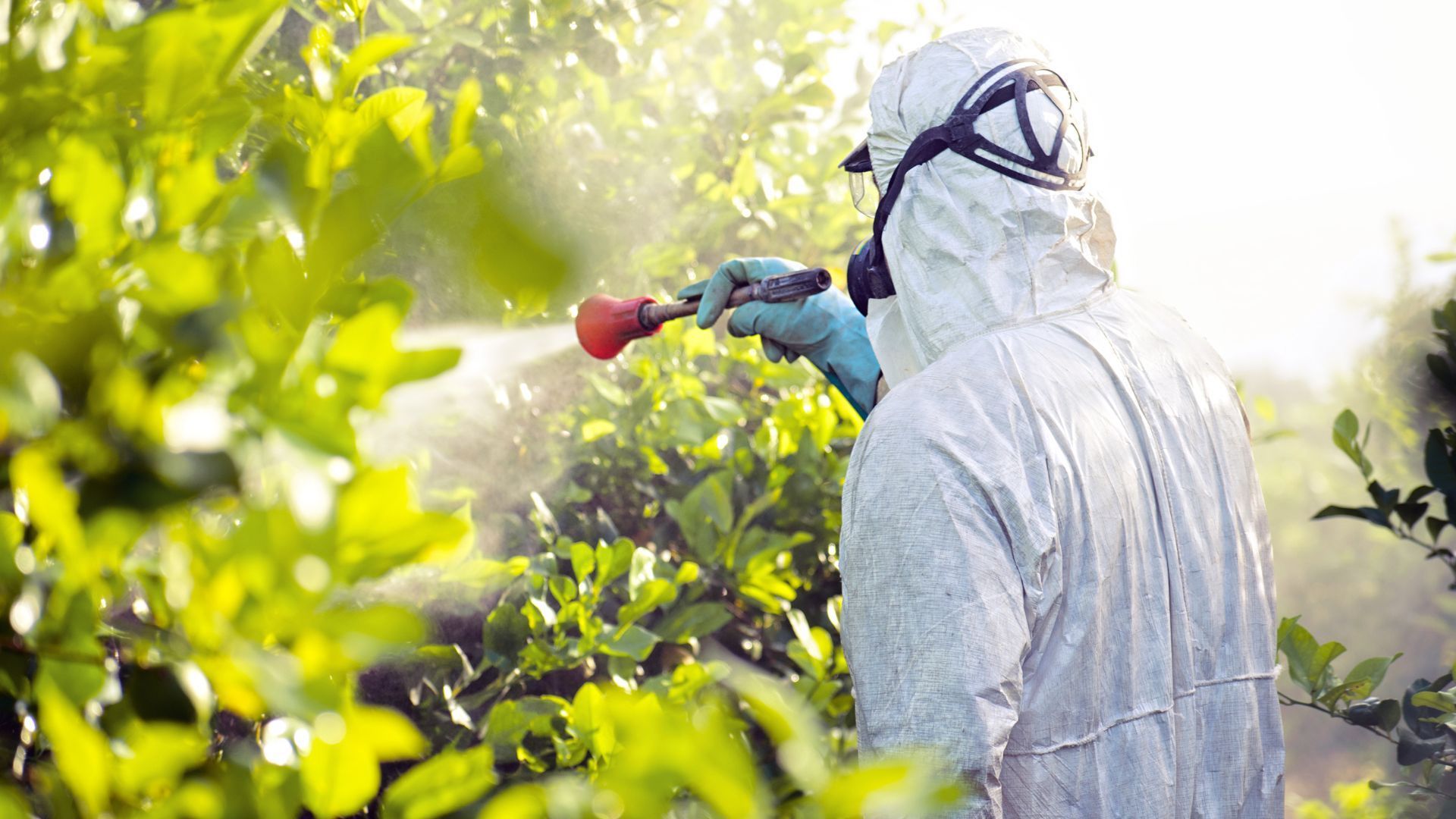 A man in a protective suit is spraying a plant with a sprayer. MT Landscaping Service