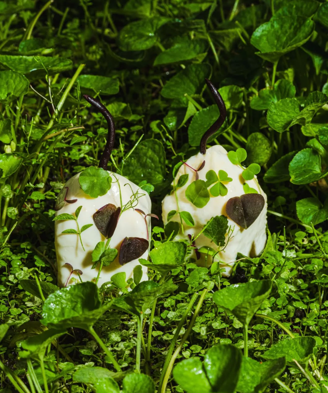Two cream-colored, square food portions garnished with dark leaves and greenery, set amidst lush green foliage.