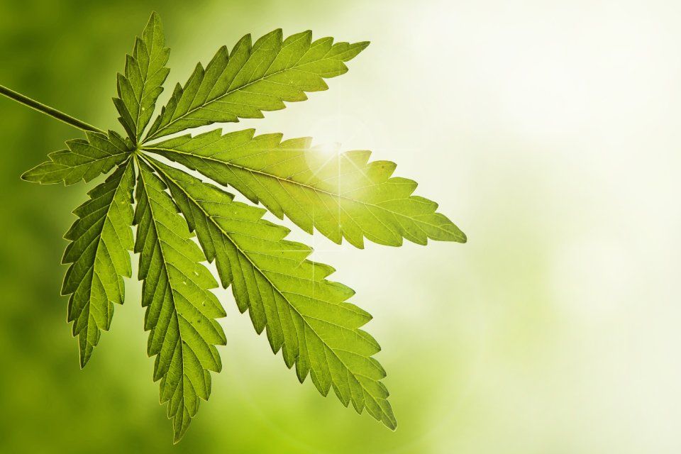 Cannabis terapeutica