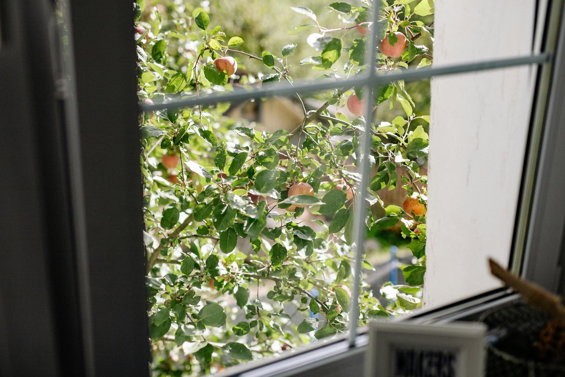Window view of apple tree, green leaves, and ripe apples bathed in sunlight.
