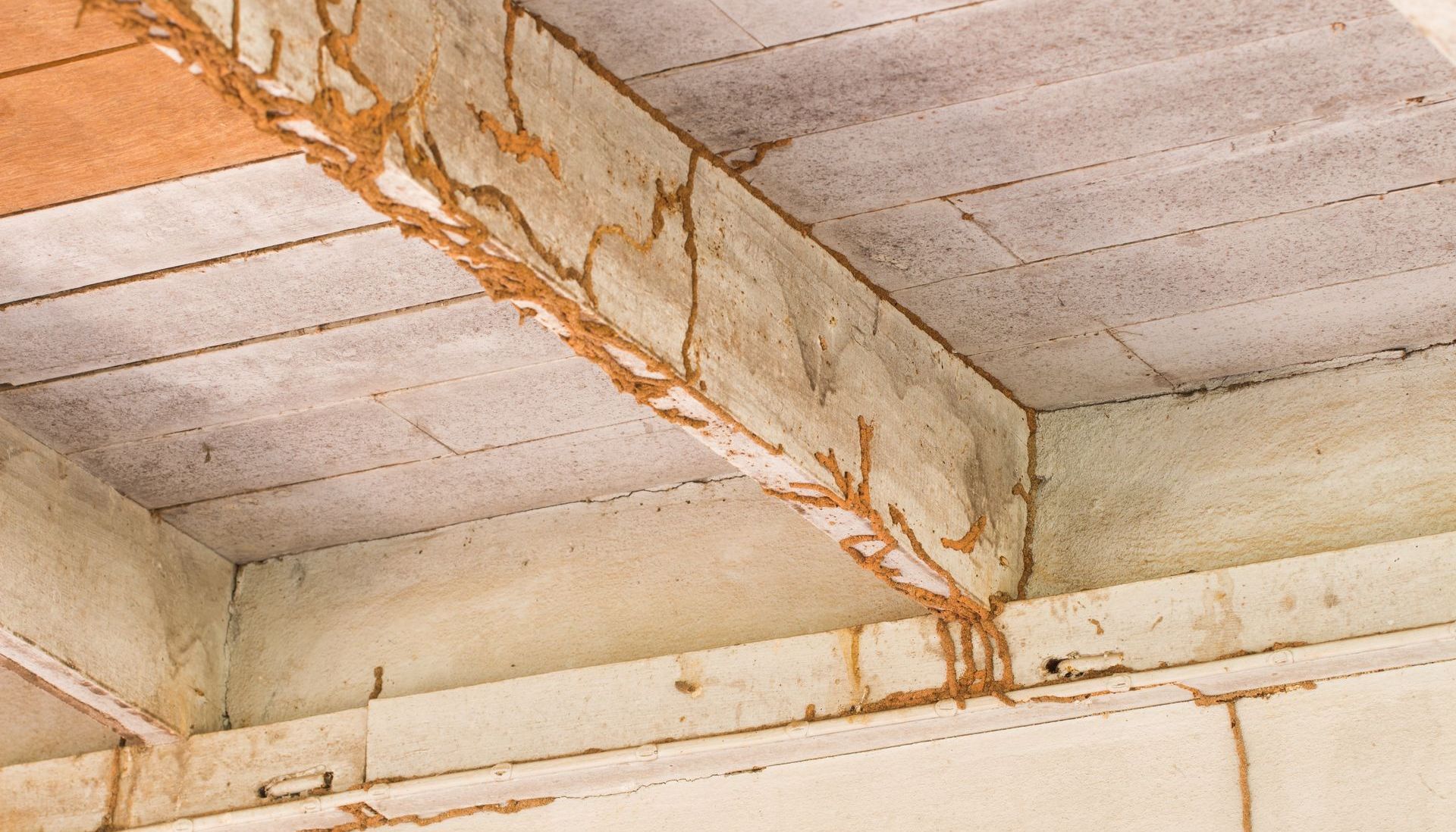 Termites are crawling on the ceiling of a building.