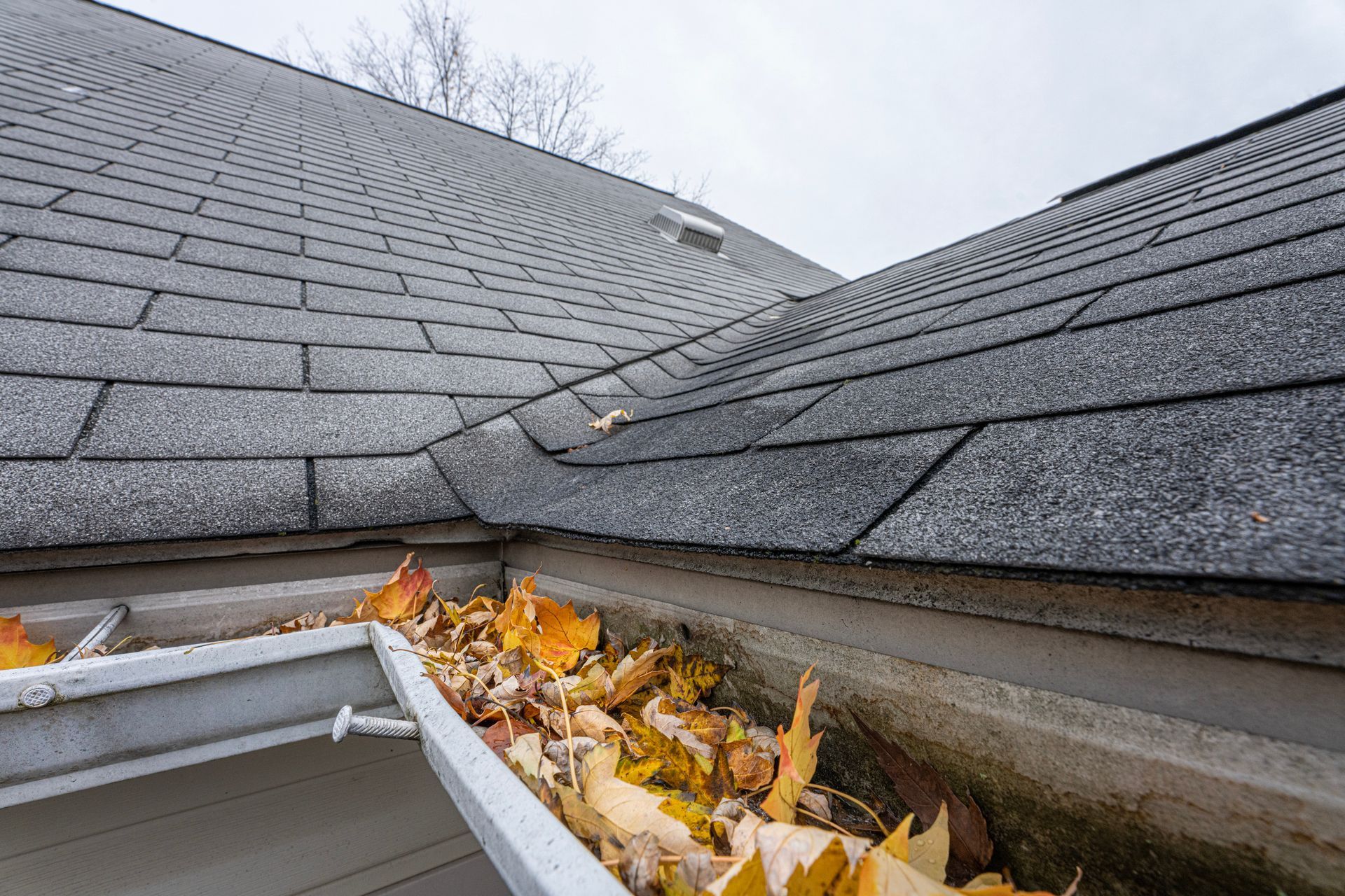 A gutter filled with leaves is on the roof of a house.