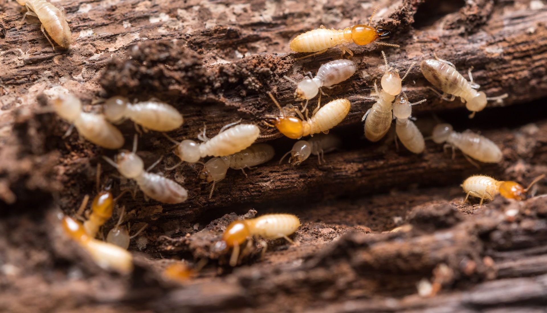 A group of termites are crawling on a piece of wood.