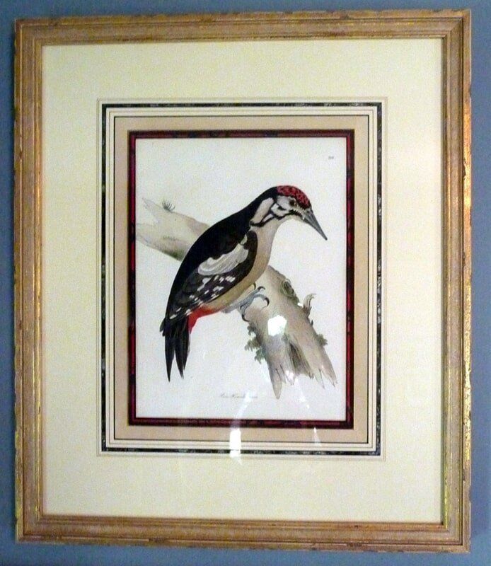 Framed Black Bird Image — Alexandria, VA — Buchanan and Kiguel Fine Custom Picture Framing