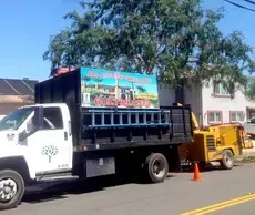 Local Tree Services Project Gallery