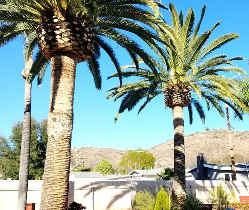 Best Palm Tree Care & Trimming company