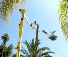 All Access Tree Care Customer Reviews