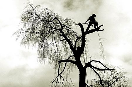 a silhouette of a man cutting a tree with a chainsaw .