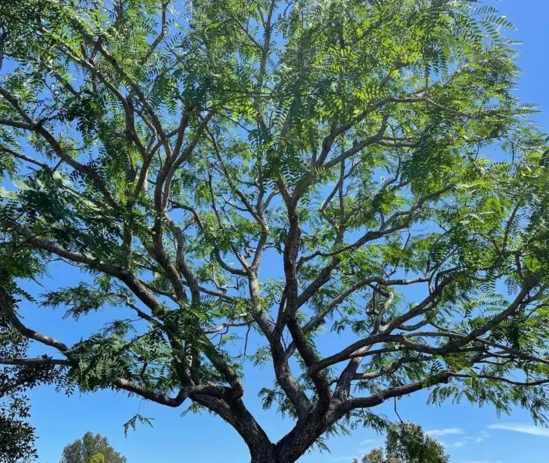 Affordable Tree Lacing & Thinning Experts