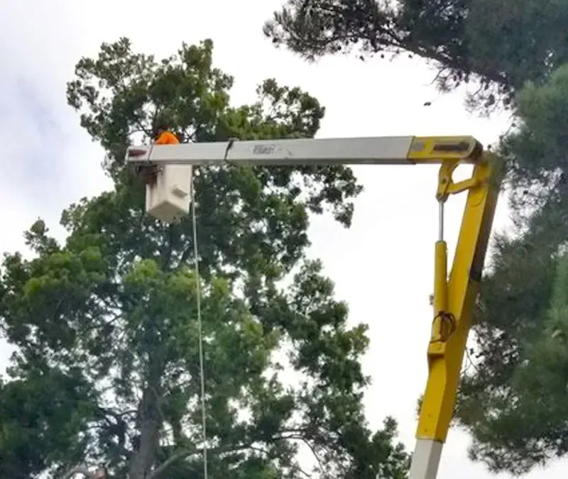Expert Tree Pruning Techniques