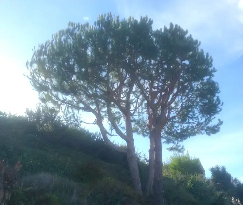 Custom Tree Shaping Services in San Diego County