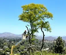 Tree Trimming & Pruning Services in El Cajon