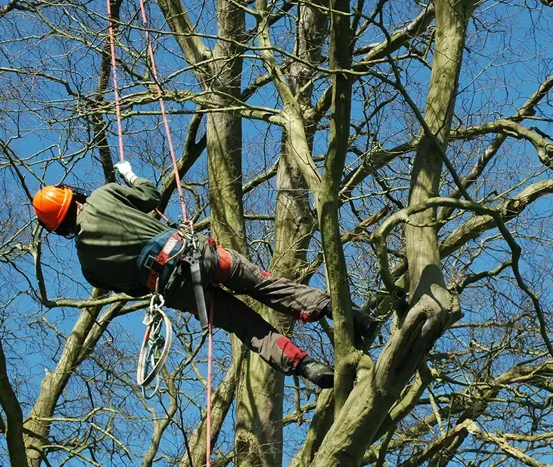 Professional Tree Trimming Services in San Diego County