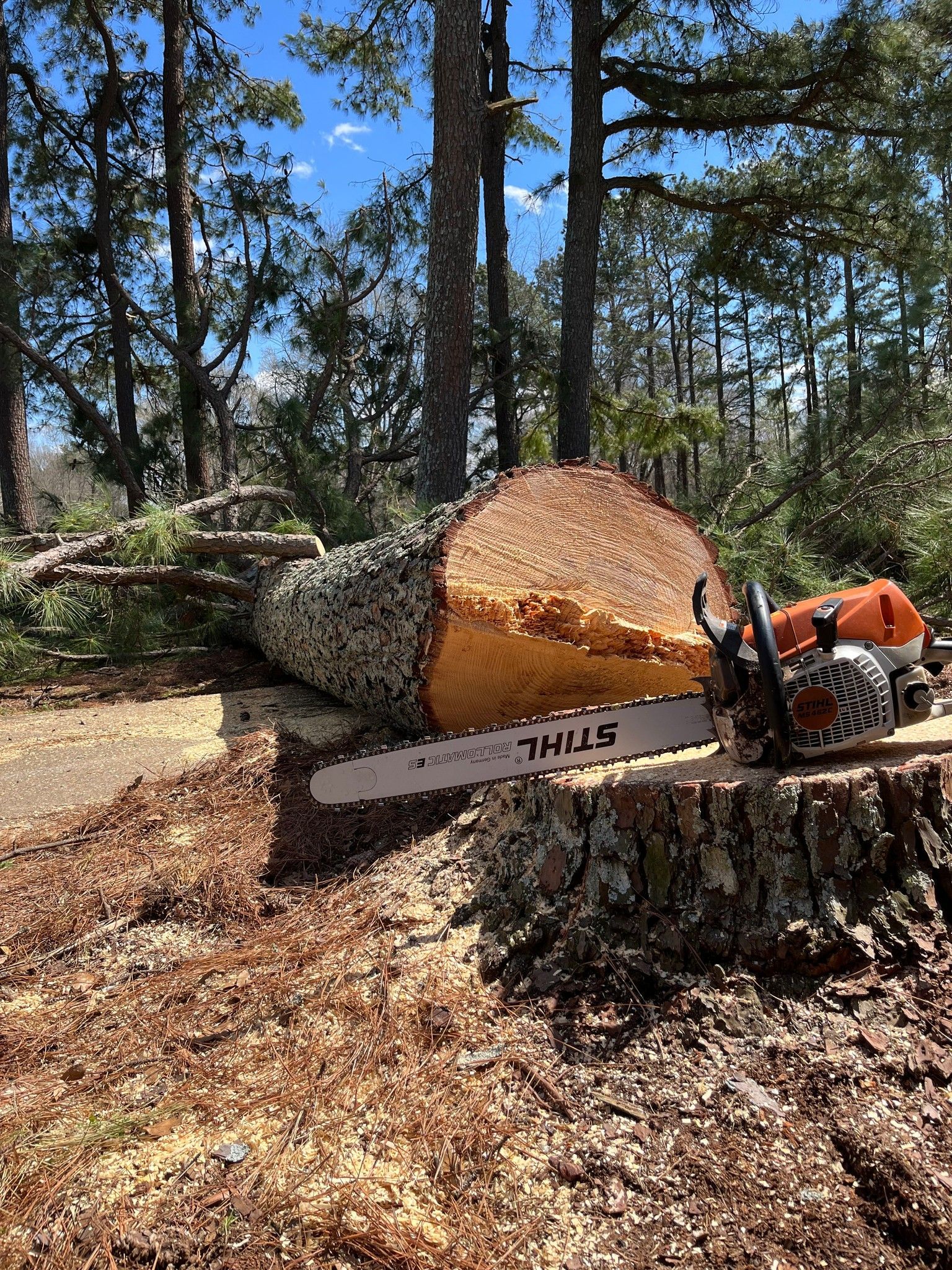 tree removal paris tn