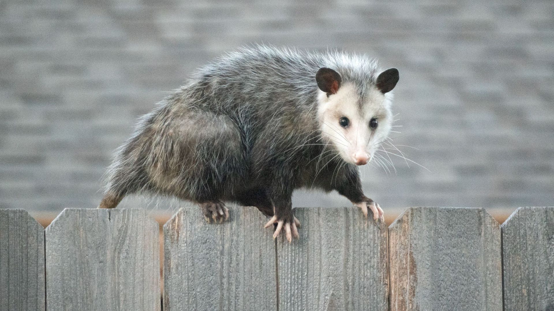 dead animal removal services green bay wi