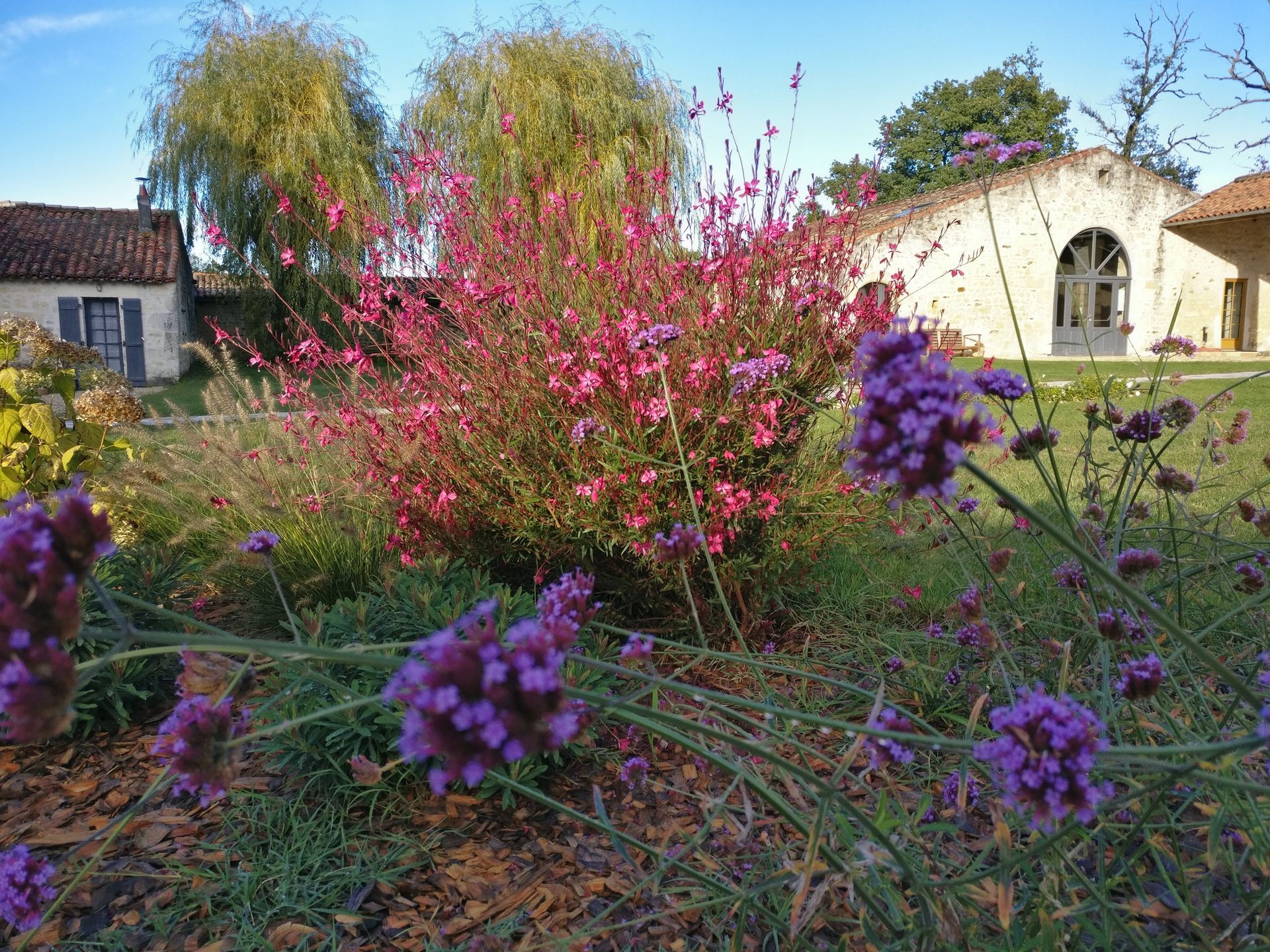 Un jardin avec des fleurs violettes et des fleurs roses devant une maison.