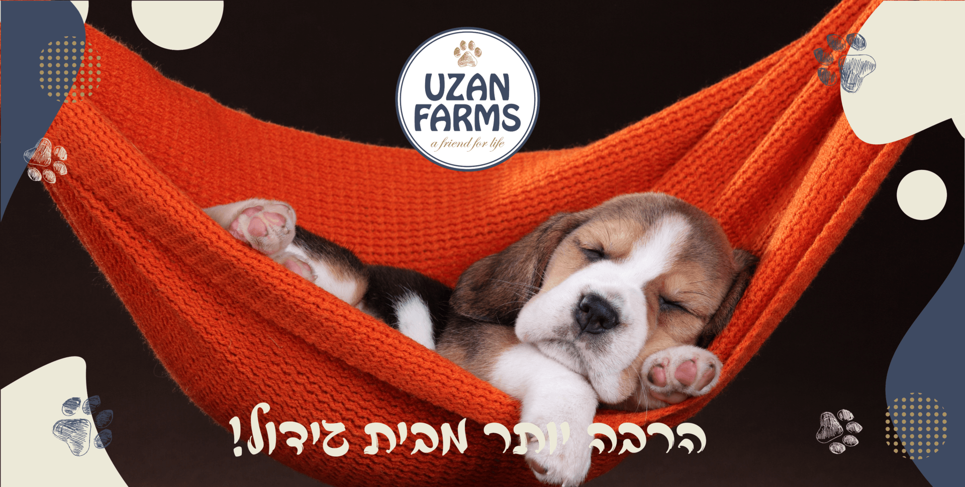 גורי פודל למכירה