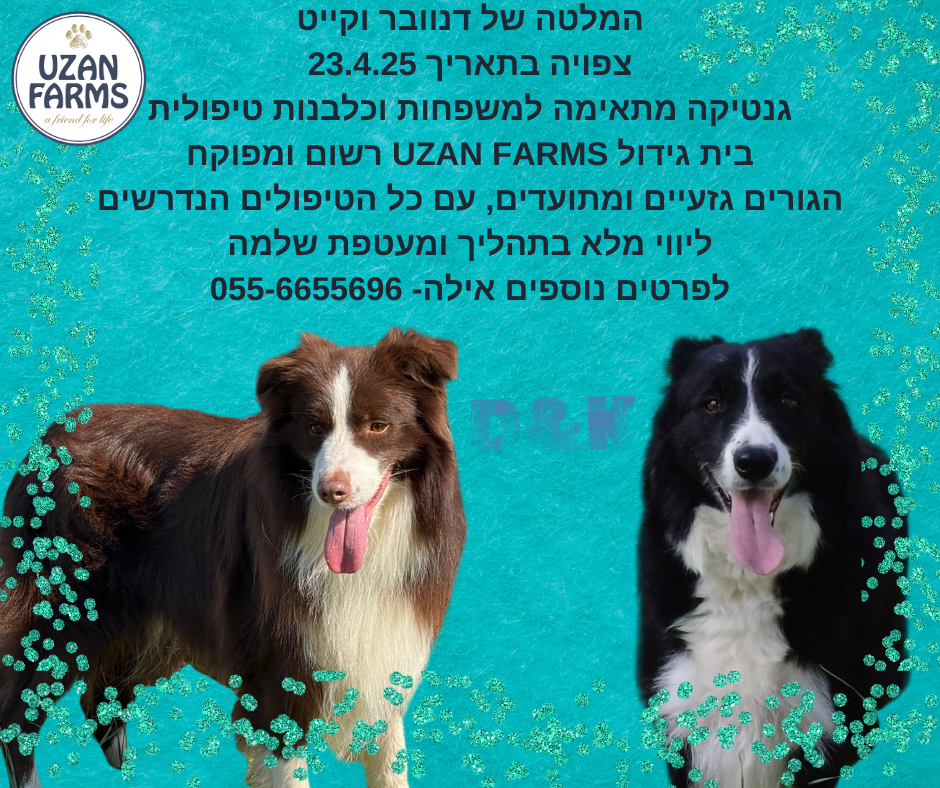 פודל טוי גזעי מתועד למכירה בבית גידול UZAN FARMS