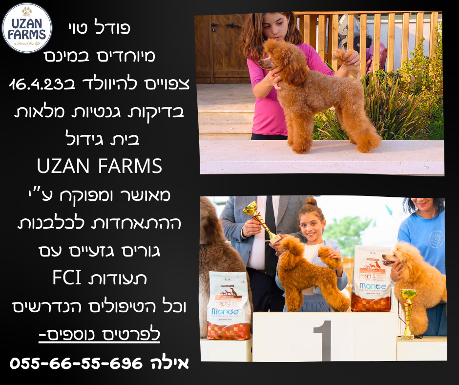 המלטה מתועדת של גורי פודל טוי המלטה מתועדת של גורי פודל טוי בבית גידול מפוקח ואמין UZAN FARMS