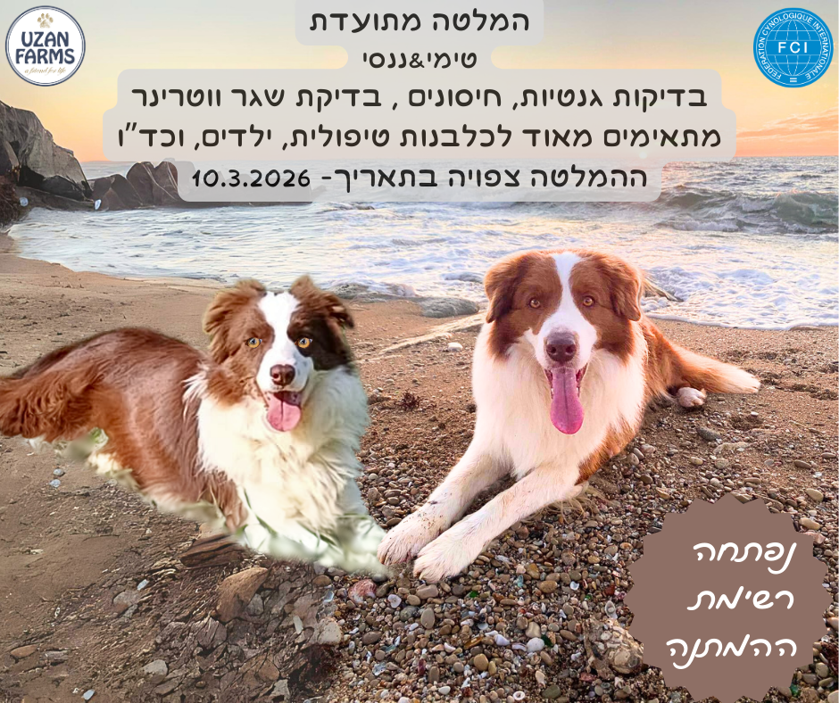 פודל טוי גזעי מתועד בן של אלוף איטליה, מבית גידול UZAN FARMS