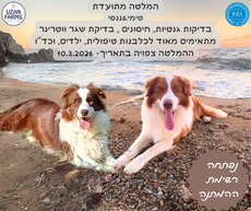 פודל טוי גזעי מתועד בן של אלוף איטליה, מבית גידול UZAN FARMS פודל טוי גזעי מתועד בן של אלוף איטליה, מבית גידול UZAN FARMS