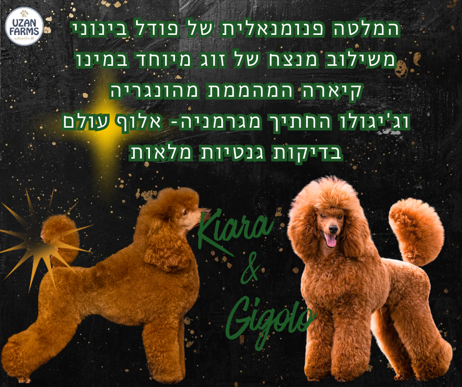 פודל ננסי גזעי מתועד מבית גידול UZAN FARMS פודל ננסי גזעי מתועד מבית גידול UZAN FARMS