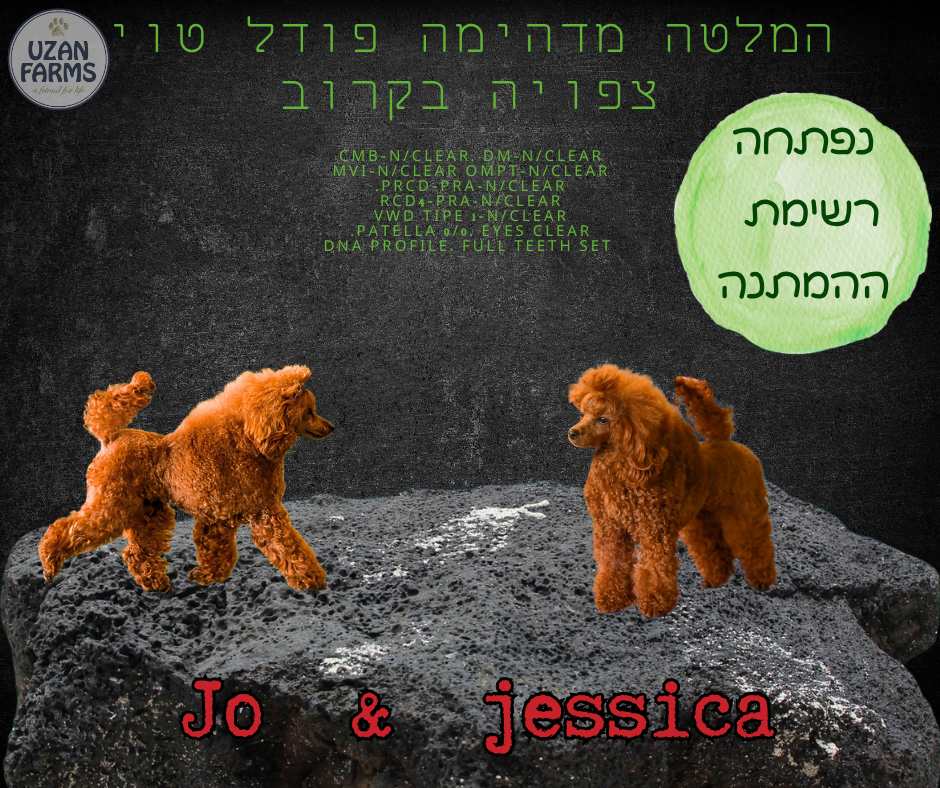 פודל טוי גזעי מתועד למכירה בבית גידול UZAN FARMS