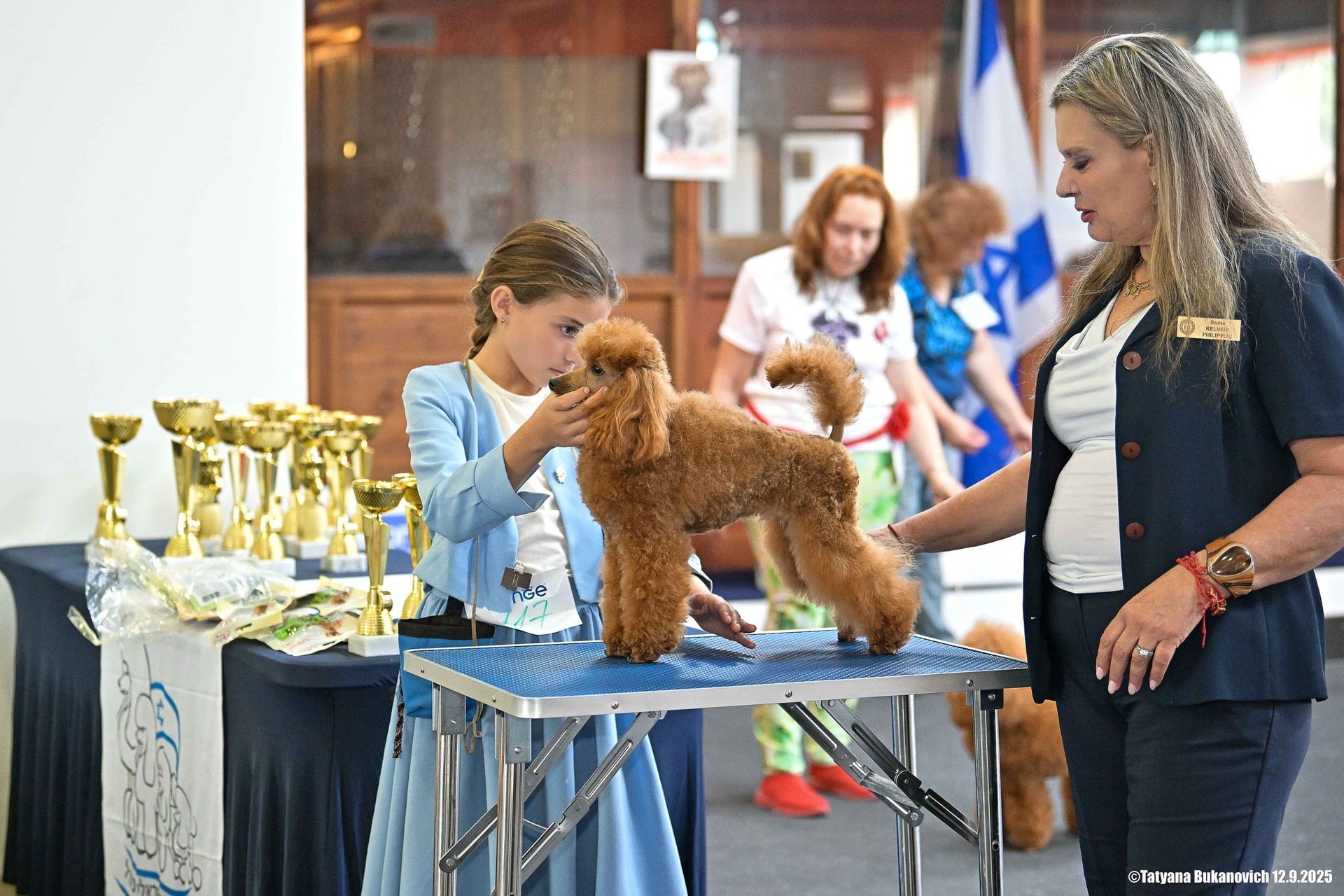 פודלית טוי גזעית מתועדת מבית גידול UZAN FARMS