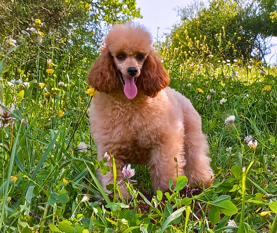 כלבה פודלית בינונית גזעית מתועדת יבוא מהונגריה בבית גידול UZAN FARMS כלבה פודלית בינונית גזעית מתועדת יבוא מהונגריה בבית גידול UZAN FARMS