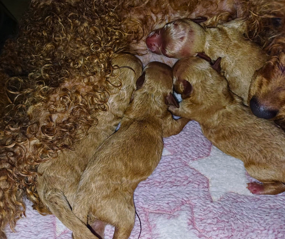 פודל ננסי גזעי מתועד מבית גידול UZAN FARMS פודל ננסי גזעי מתועד מבית גידול UZAN FARMS