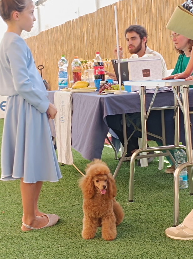 פודלית ננסית גזעית מתועדת מבית גידול UZAN FARMS