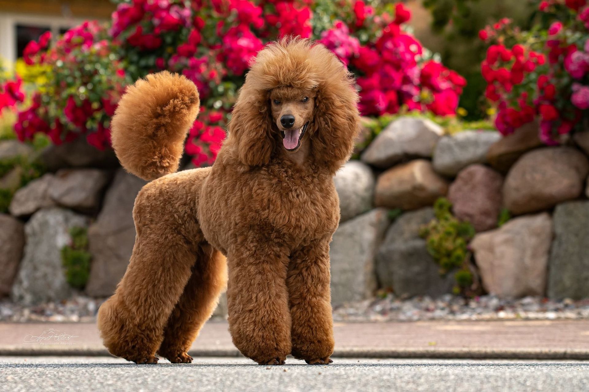 פודל טוי גזעי בן של אלוף איטליה בבית הגידול של UZAN FARMS פודל טוי גזעי בן של אלוף איטליה בבית הגידול של UZAN FARMS