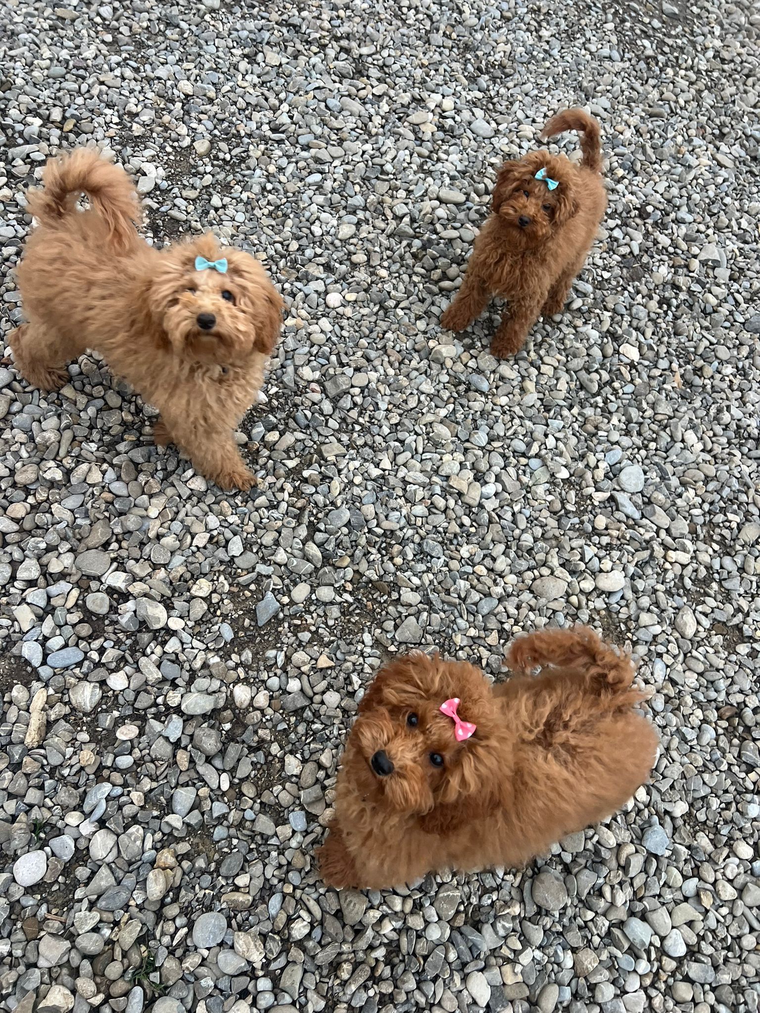 פודל ננסי גזעי מתועד מבית גידול UZAN FARMS פודל ננסי גזעי מתועד מבית גידול UZAN FARMS