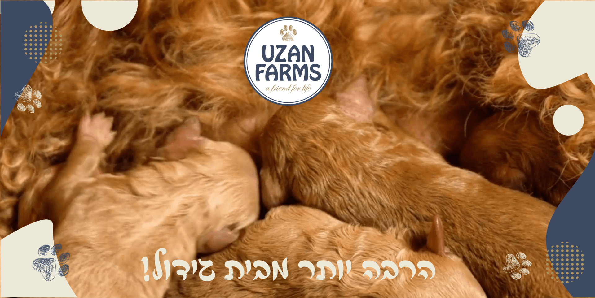 גורי פודל ננסי בני שבוע יונקים מאמם חלב בבית הגידול Uzan Farms