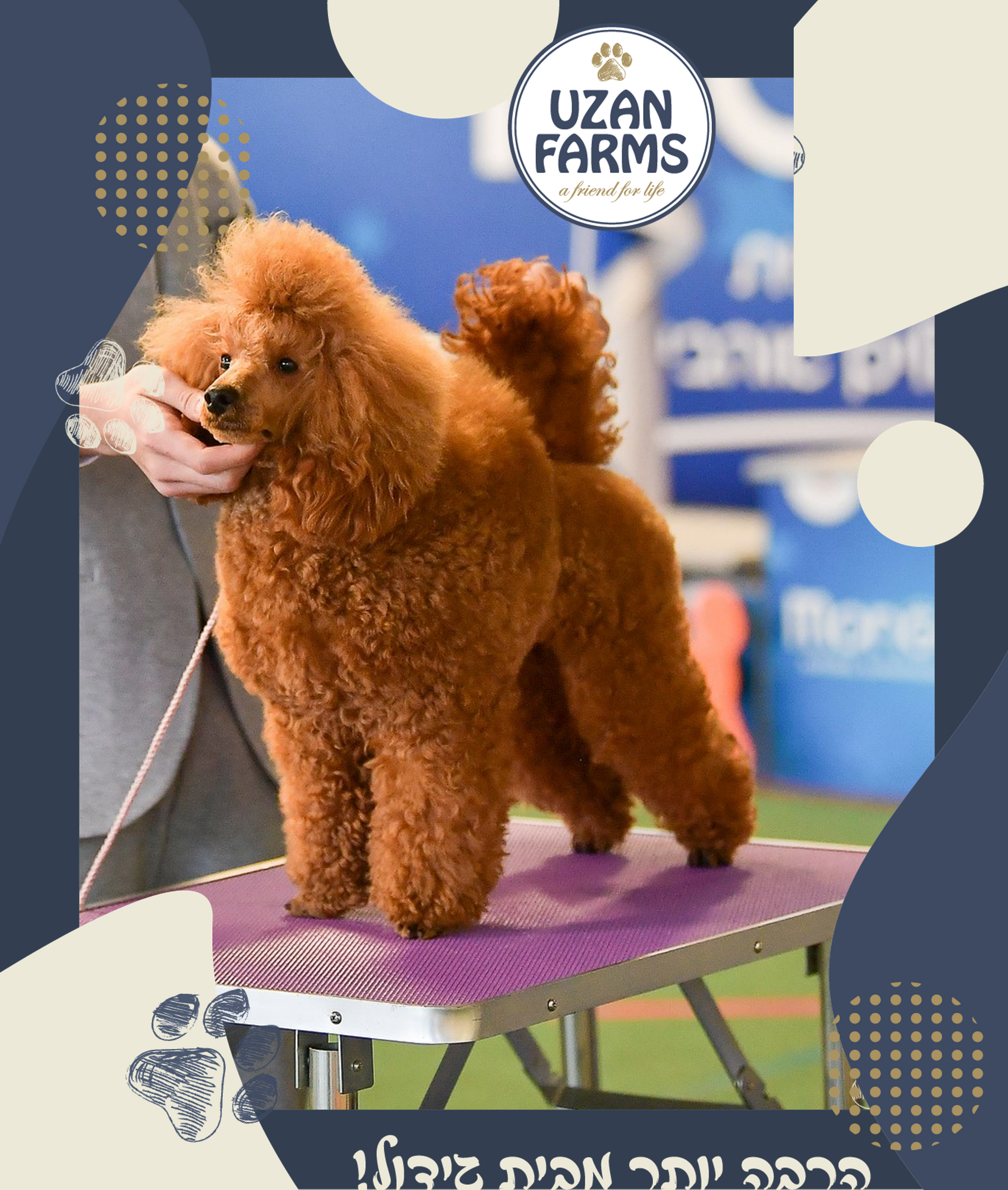 פודל טוי גזעי מתועד בן של אלוף איטליה, מבית גידול UZAN FARMS