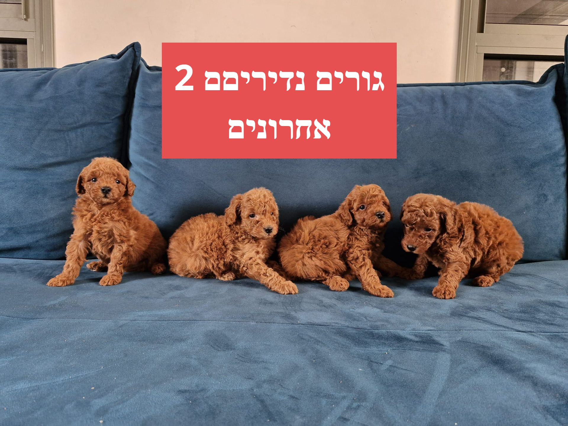המלטה מתועדת של גורי פודל בינוני גזעי בבית גידול מפוקח UZAN FARMS