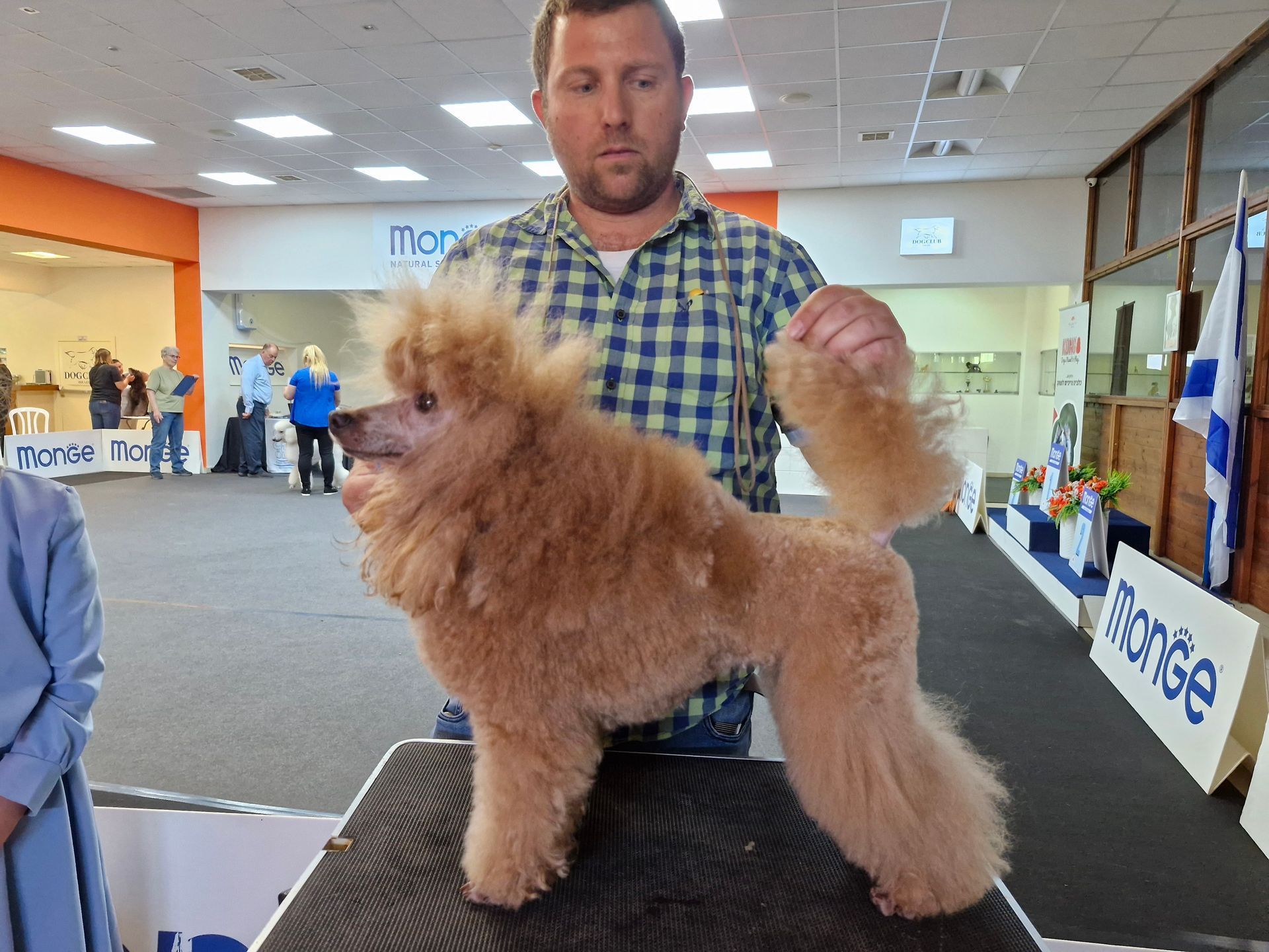 פודלית טוי גזעית מתועדת מבית גידול UZAN FARMS פודלית טוי גזעית מתועדת מבית גידול UZAN FARMS