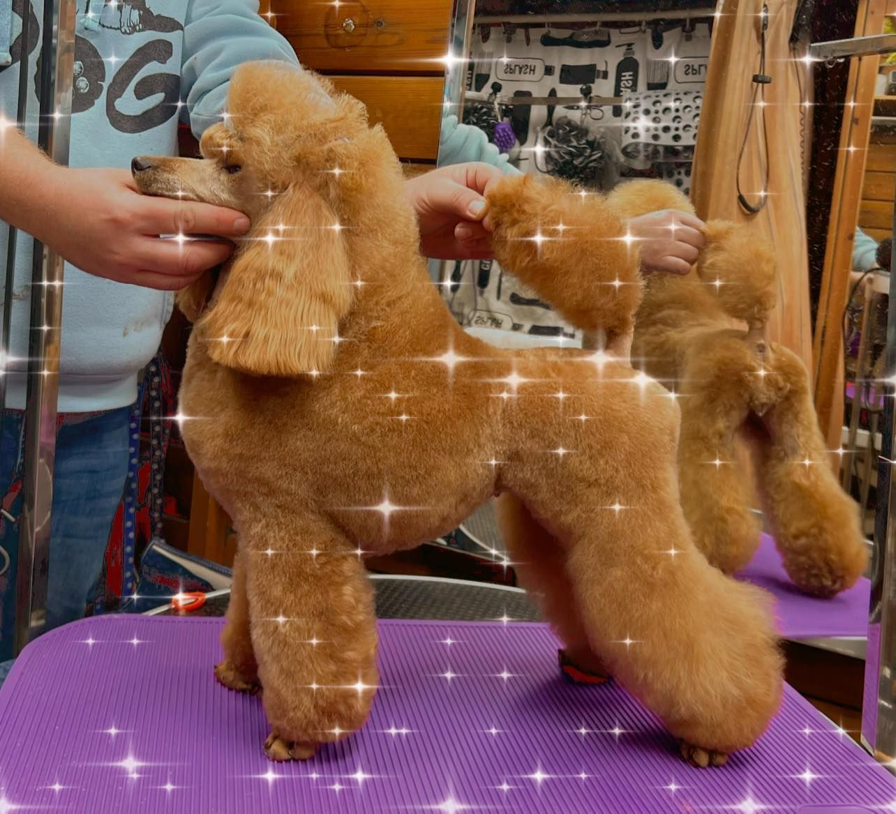 פודלית טוי גזעית מתועדת מבית גידול UZAN FARMS