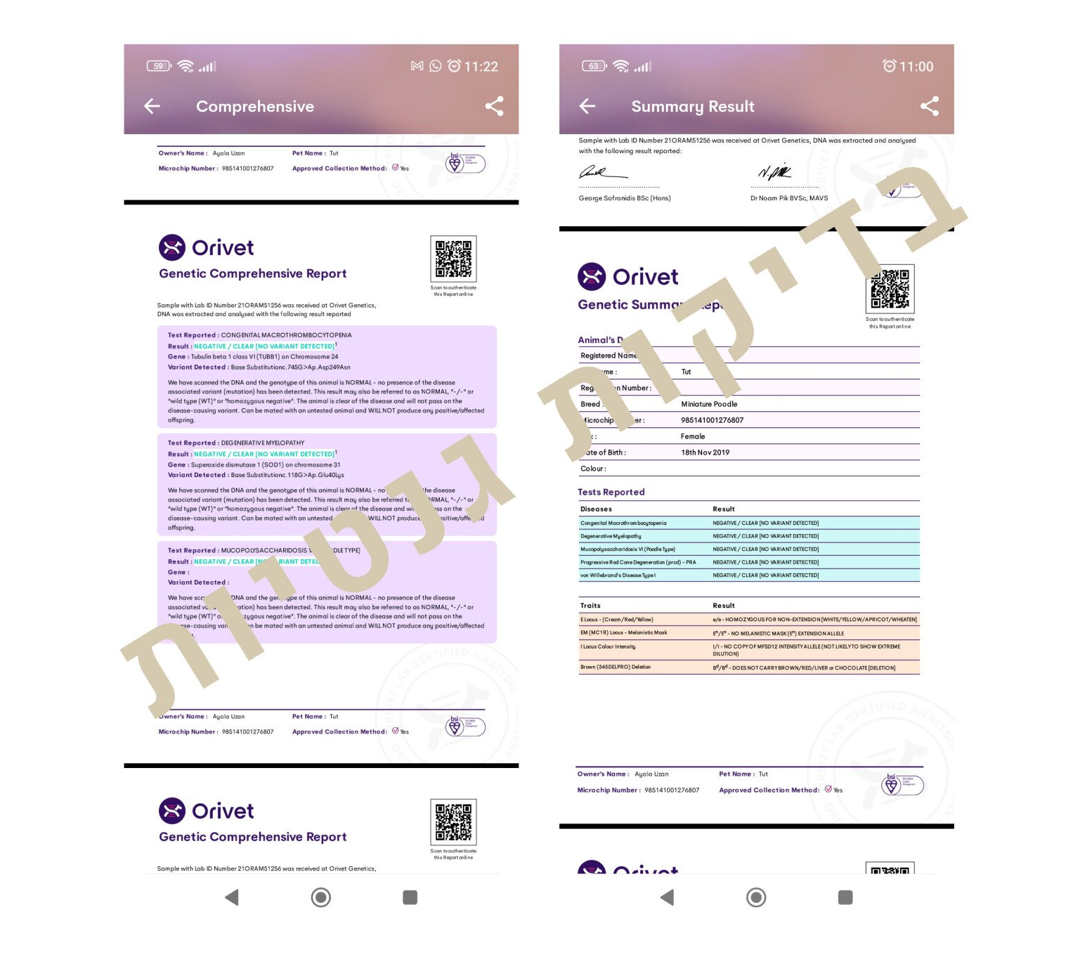 מסמך בדיקות גנטיות של כלב גזעי מבית גידול פודלים Uzan Farms