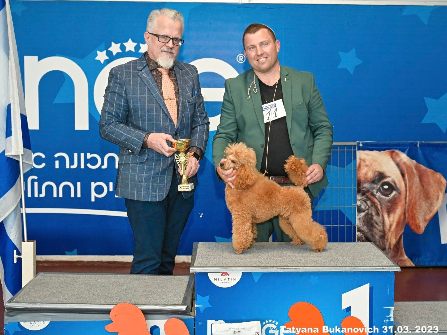 פודל טוי גזעי מתועד למכירה בבית גידול UZAN FARMS