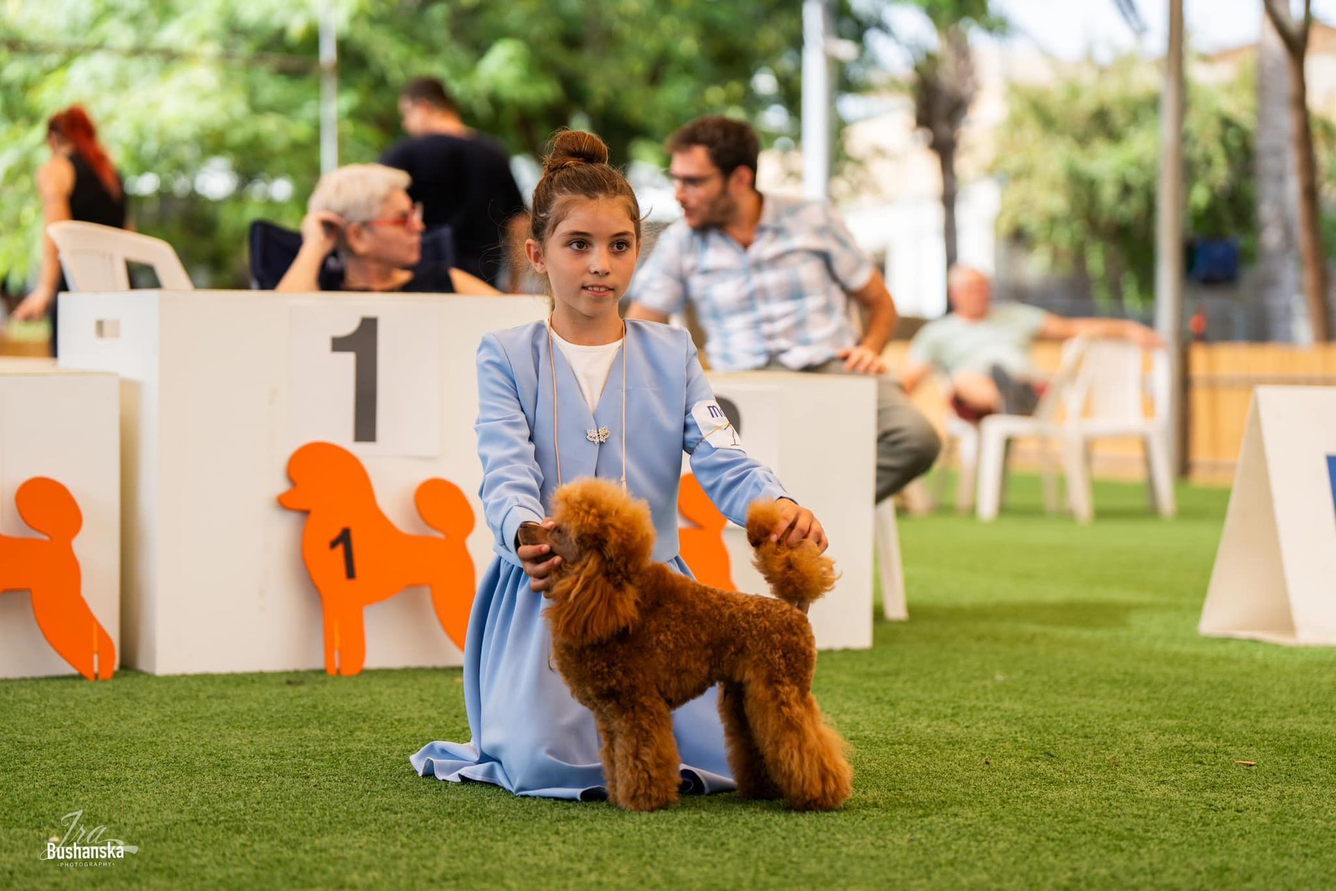 פודל טוי גזעי מתועד בן של אלוף איטליה, מבית גידול UZAN FARMS