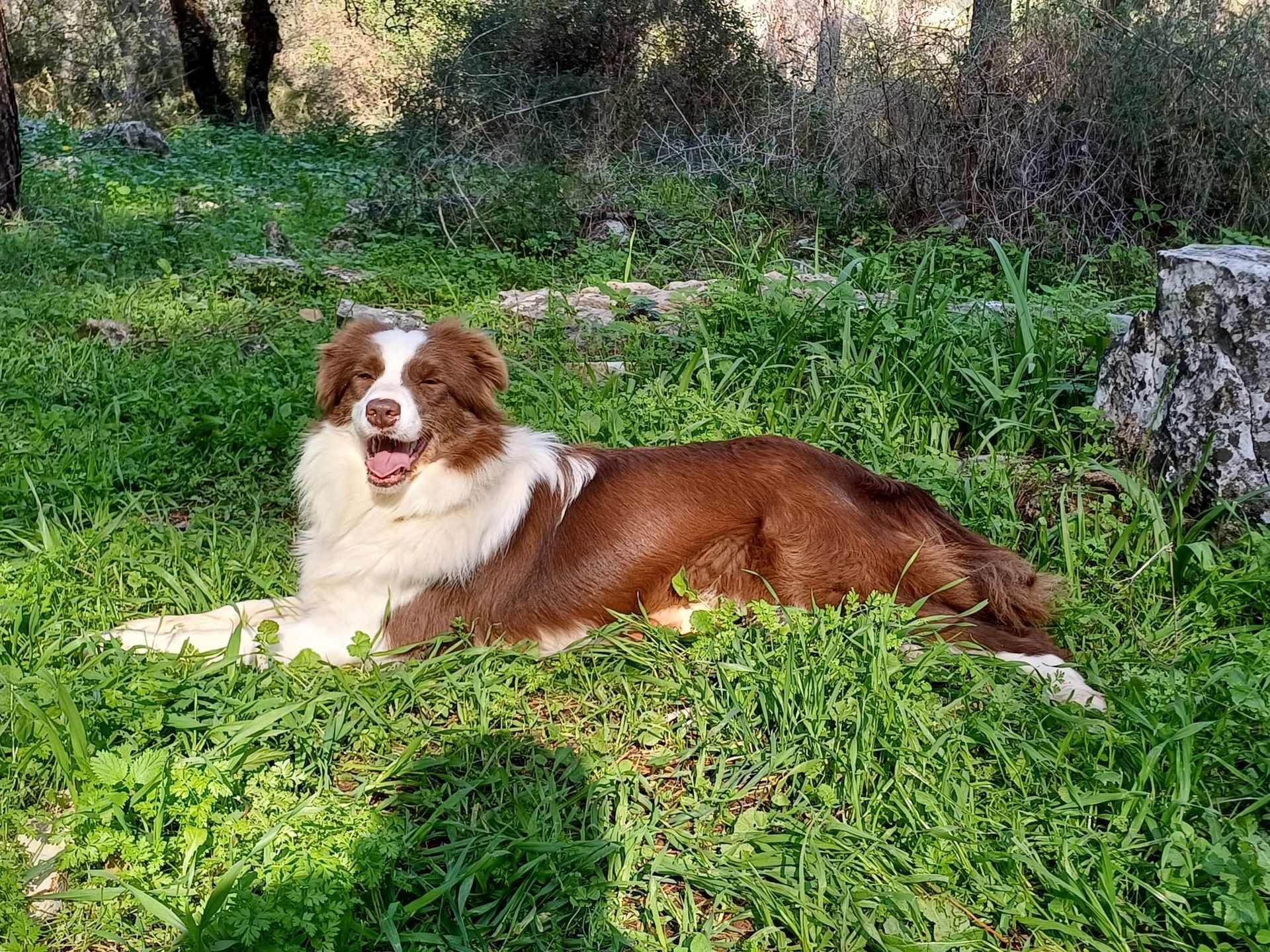 פודלית טוי גזעית מתועדת מבית גידול UZAN FARMS