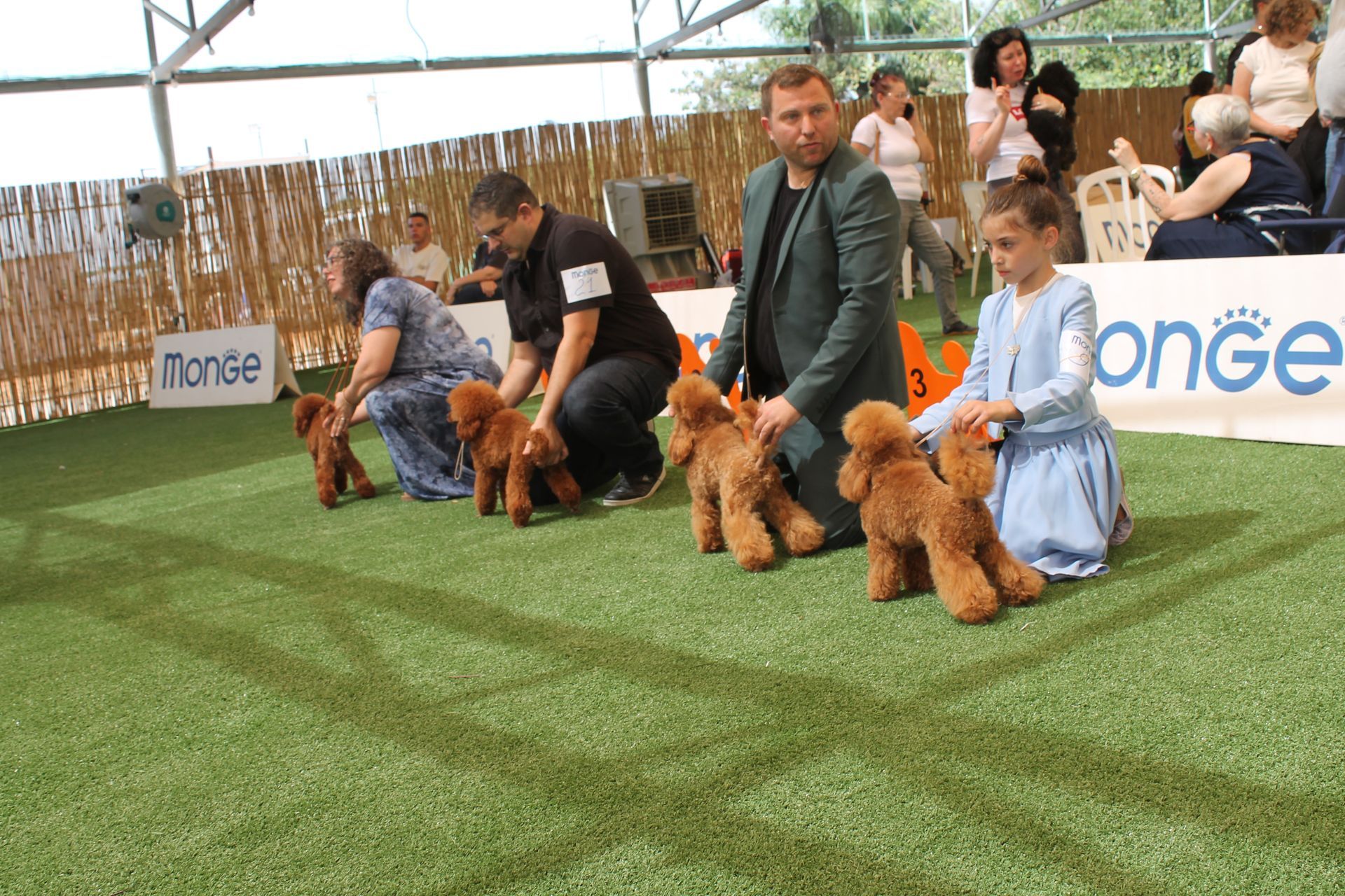 פודלית טוי גזעית מתועדת מבית גידול UZAN FARMS